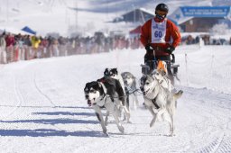 Lenk 2013